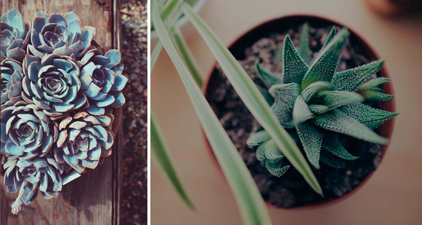 3 FREE Live Succulent Plants from Succulent Studios - Just Pay Shipping!