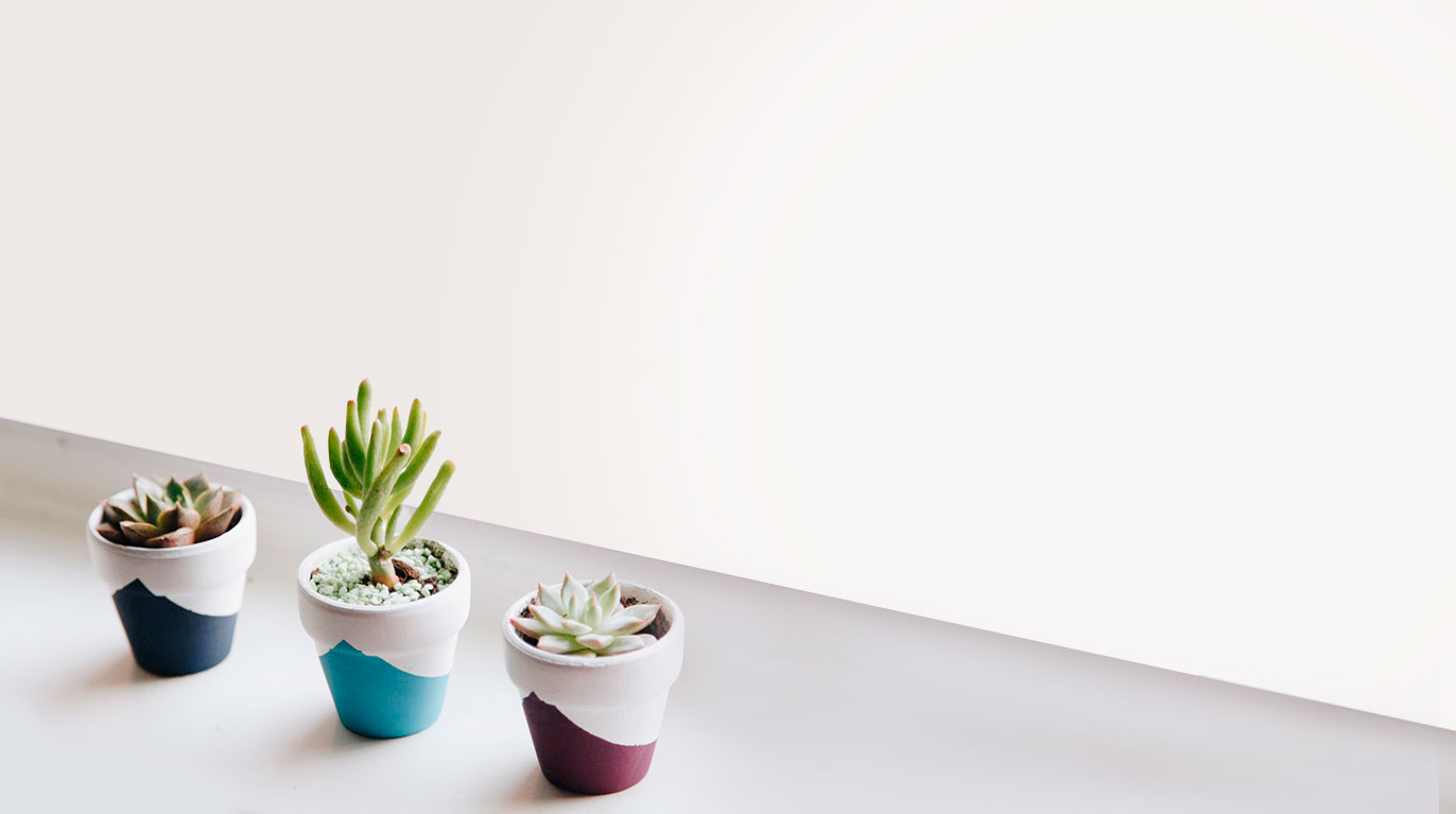 3 Live Succulent Plants for Ju...